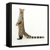 Genet-Andy and Clare Teare-Framed Stretched Canvas