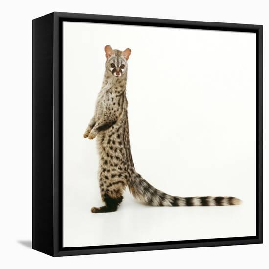 Genet-Andy and Clare Teare-Framed Stretched Canvas