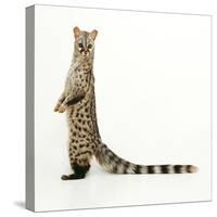 Genet-Andy and Clare Teare-Stretched Canvas