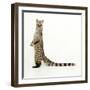 Genet-Andy and Clare Teare-Framed Premium Photographic Print