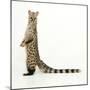 Genet-Andy and Clare Teare-Mounted Premium Photographic Print