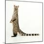 Genet-Andy and Clare Teare-Mounted Photographic Print