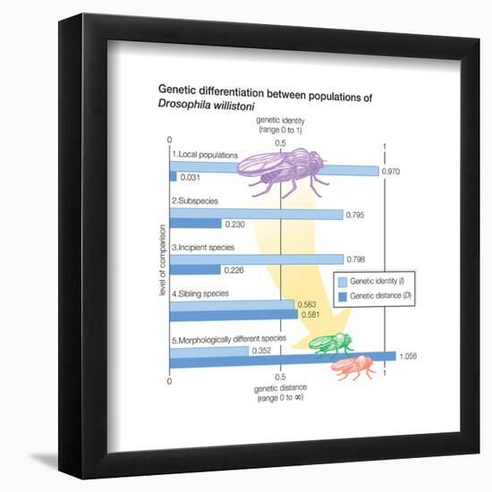 Genetic Differentiation Between Populations of Drosophila Willistoni. Evolution-Encyclopaedia Britannica-Framed Poster