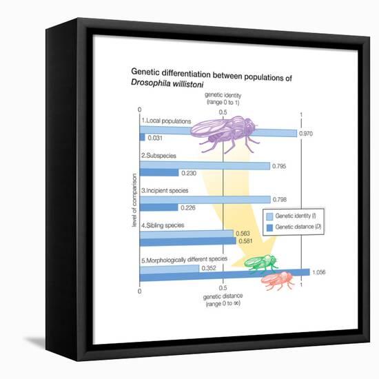 Genetic Differentiation Between Populations of Drosophila Willistoni. Evolution-Encyclopaedia Britannica-Framed Stretched Canvas