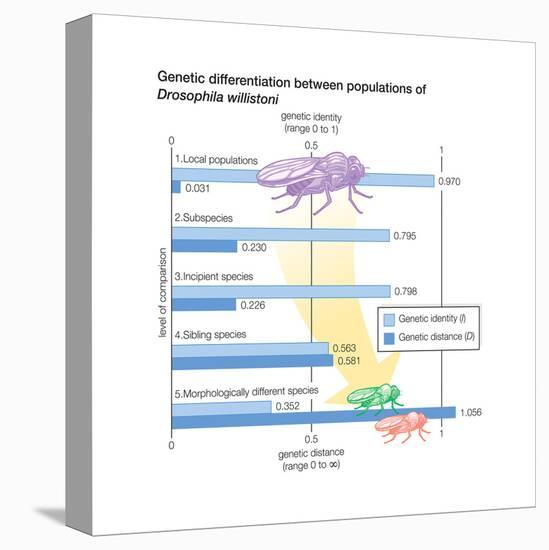 Genetic Differentiation Between Populations of Drosophila Willistoni. Evolution-Encyclopaedia Britannica-Stretched Canvas