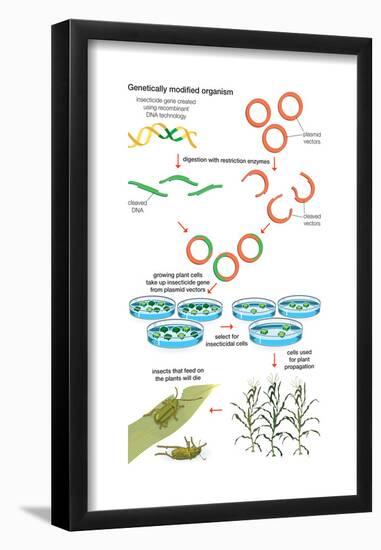 Genetically Modified Organism. Recombinant Dna Technology, Genetic Engineering, Heredity, Genetics-Encyclopaedia Britannica-Framed Poster