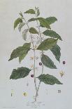 Coffea Arabica (Coffee) Botanical Plate from 'La Botanique Mise a La Portee De Tout Le Monde' by Ni-Genevieve Regnault De Nangis-Giclee Print