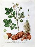 Potato, Botanical Plate from "La Botanique Mise a La Portee De Tout Le Monde"-Genevieve Regnault De Nangis-Laminated Giclee Print