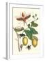 Genip Tree with Palm Weevil, a Long Horned Beetle and an Orchid Bee-Maria Sibylla Merian-Framed Art Print