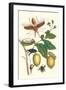 Genip Tree with Palm Weevil, a Long Horned Beetle and an Orchid Bee-Maria Sibylla Merian-Framed Art Print