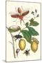 Genip Tree with Palm Weevil, a Long Horned Beetle and an Orchid Bee-Maria Sibylla Merian-Mounted Art Print