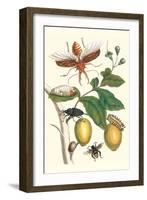 Genip Tree with Palm Weevil, a Long Horned Beetle and an Orchid Bee-Maria Sibylla Merian-Framed Art Print