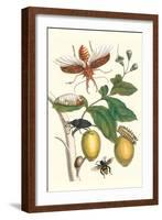 Genip Tree with Palm Weevil, a Long Horned Beetle and an Orchid Bee-Maria Sibylla Merian-Framed Art Print