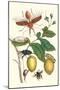 Genip Tree with Palm Weevil, a Long Horned Beetle and an Orchid Bee-Maria Sibylla Merian-Mounted Art Print