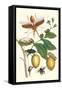 Genip Tree with Palm Weevil, a Long Horned Beetle and an Orchid Bee-Maria Sibylla Merian-Framed Stretched Canvas