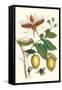 Genip Tree with Palm Weevil, a Long Horned Beetle and an Orchid Bee-Maria Sibylla Merian-Framed Stretched Canvas