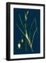 Genista Pilosa; Hairy Green-Weed-null-Framed Giclee Print