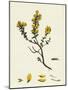 Genista Pilosa Hairy Green-Weed-null-Mounted Giclee Print