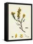 Genista Pilosa Hairy Green-Weed-null-Framed Stretched Canvas