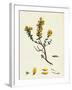 Genista Pilosa Hairy Green-Weed-null-Framed Giclee Print