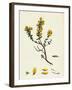 Genista Pilosa Hairy Green-Weed-null-Framed Giclee Print