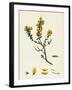 Genista Pilosa Hairy Green-Weed-null-Framed Giclee Print