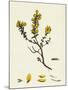 Genista Pilosa Hairy Green-Weed-null-Mounted Giclee Print