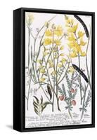 Genista-Georg Dionysius Ehret-Framed Stretched Canvas