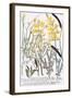 Genista-Georg Dionysius Ehret-Framed Giclee Print