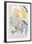 Genista-Georg Dionysius Ehret-Framed Giclee Print