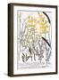 Genista-Georg Dionysius Ehret-Framed Giclee Print