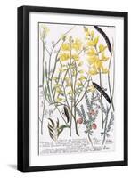 Genista-Georg Dionysius Ehret-Framed Giclee Print