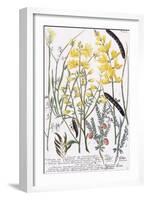 Genista-Georg Dionysius Ehret-Framed Giclee Print