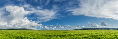 Panorama Ripening Wheat Field-Gennadiy Iotkovskiy-Mounted Photographic Print