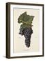 Genouillet Grape-J. Troncy-Framed Giclee Print