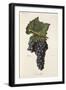 Genouillet Grape-J. Troncy-Framed Giclee Print