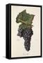 Genouillet Grape-J. Troncy-Framed Stretched Canvas