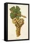 Genovese Grape-J. Troncy-Framed Stretched Canvas