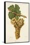 Genovese Grape-J. Troncy-Framed Stretched Canvas