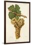 Genovese Grape-J. Troncy-Framed Giclee Print