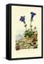 Gentian, 1833-39-null-Framed Stretched Canvas