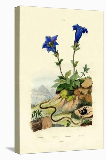 Gentian, 1833-39-null-Stretched Canvas