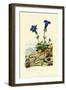 Gentian, 1833-39-null-Framed Giclee Print