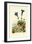 Gentian, 1833-39-null-Framed Giclee Print