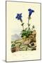 Gentian, 1833-39-null-Mounted Giclee Print