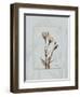 Gentian Blue Brown 2-Albert Koetsier-Framed Art Print