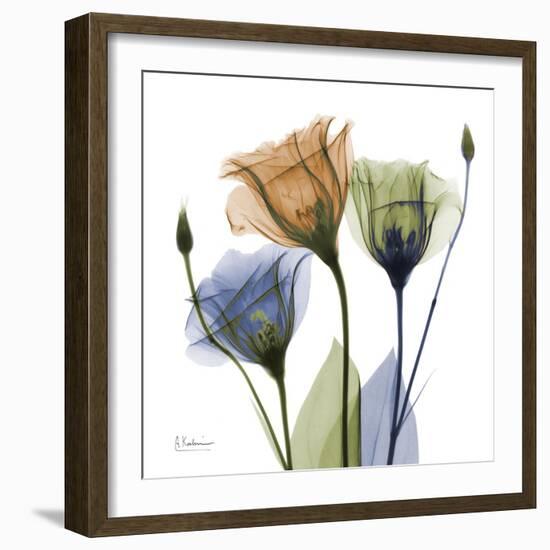 Gentian Buddies-Albert Koetsier-Framed Art Print