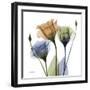 Gentian Buddies-Albert Koetsier-Framed Art Print