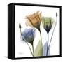 Gentian Buddies-Albert Koetsier-Framed Stretched Canvas