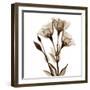 Gentian in Sienna-Albert Koetsier-Framed Art Print